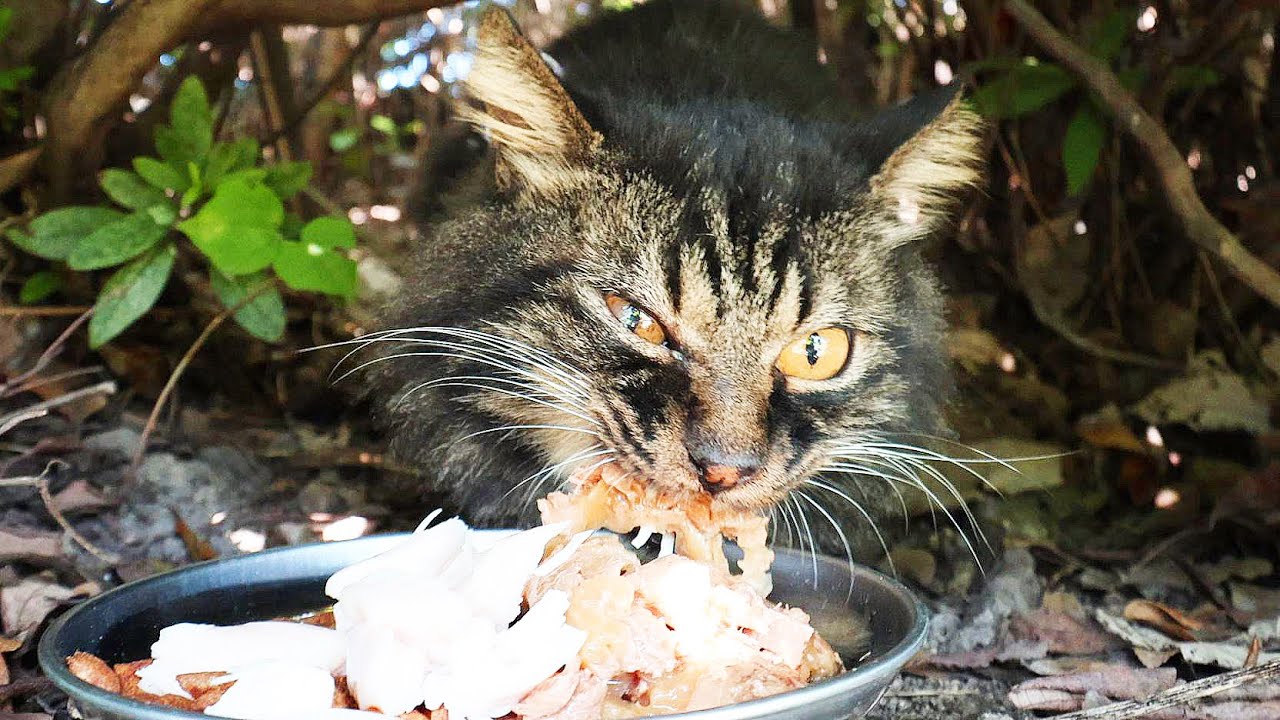 空腹の長毛モフモフの猫にご飯をあげると・・・ 癒され野良猫動画