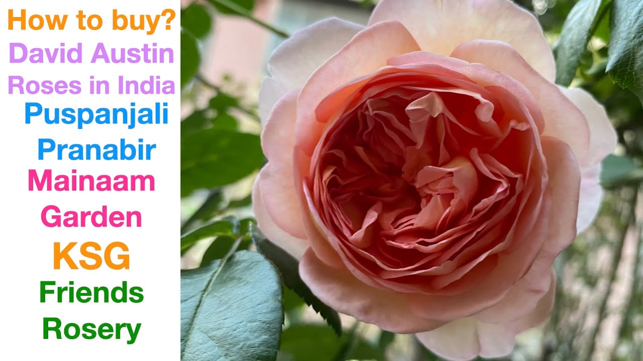 How to Buy David Austin Roses in India? || डेविड ऑस्टिन गुलाब कैसे ख़रीदें ?  #rose #roses
