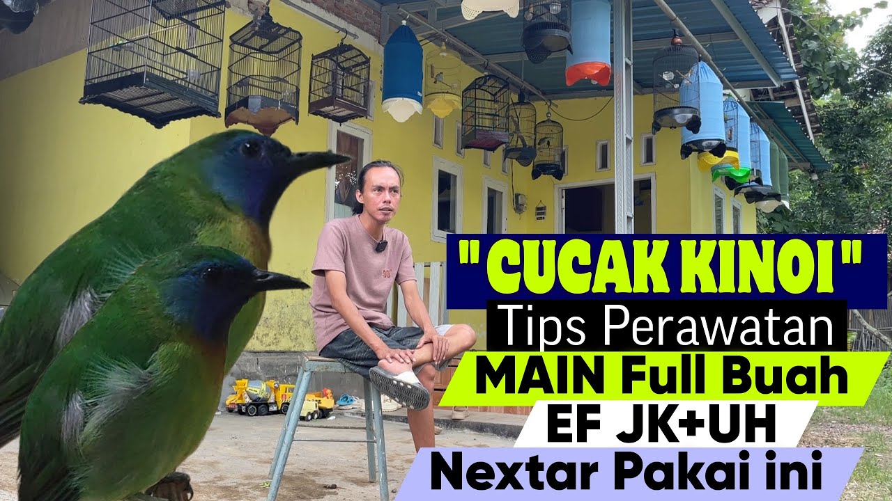 CUCAK KINOI, TERNYATA BEGINI CARA MUDAH MERAWATNYA JADI GACOR