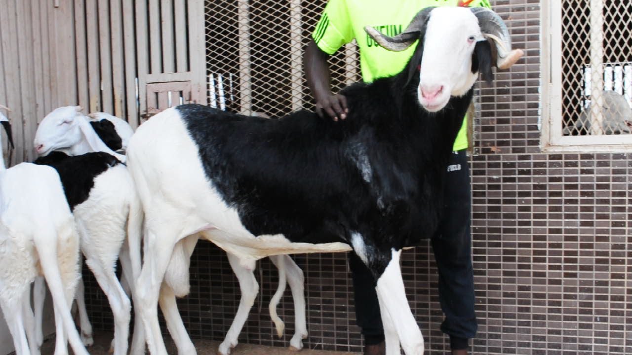 WAKH TANN AK OUDE DIAGNE