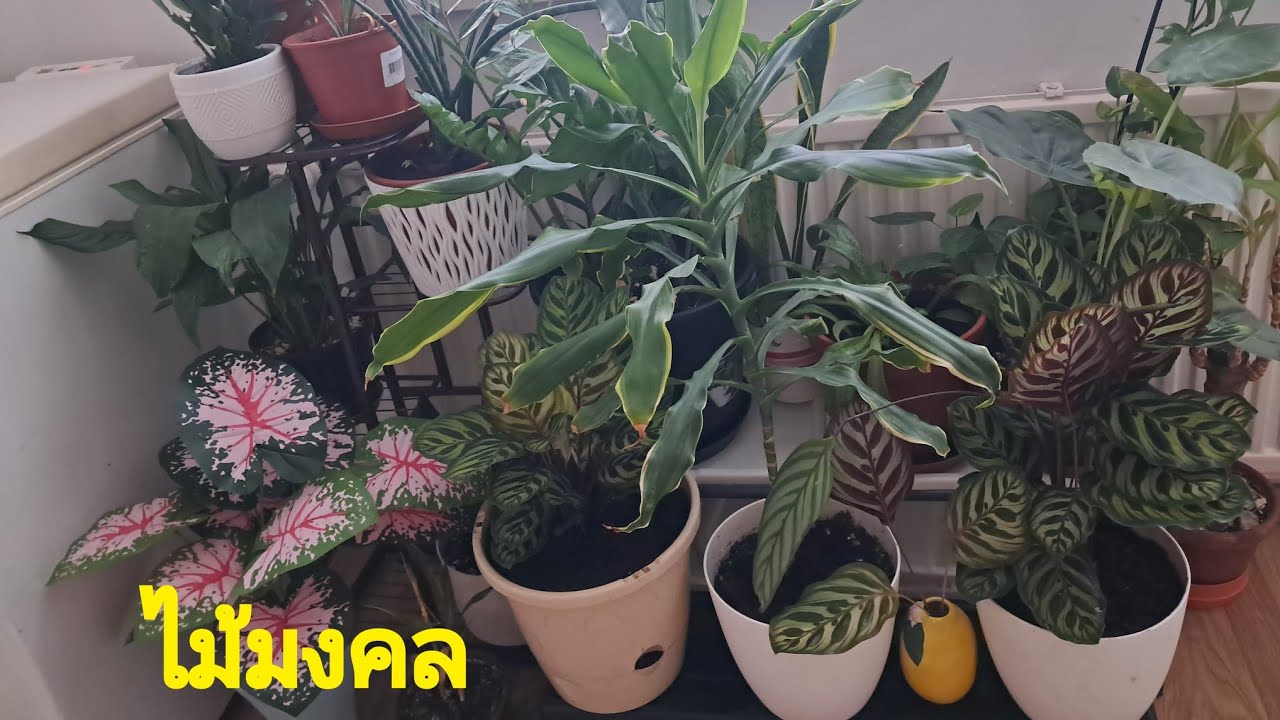 Благоприятные цветы и праздники. Моё хобби.