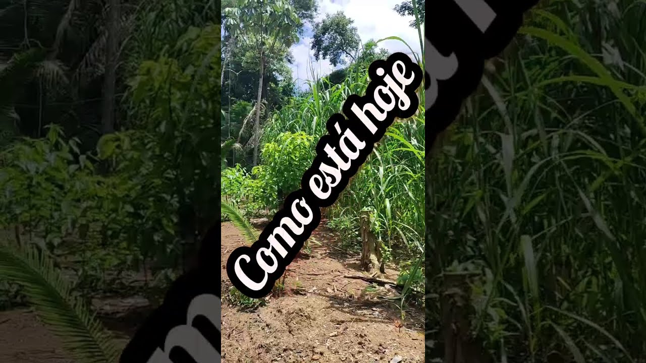 Agora já posso criar minhas cabras.