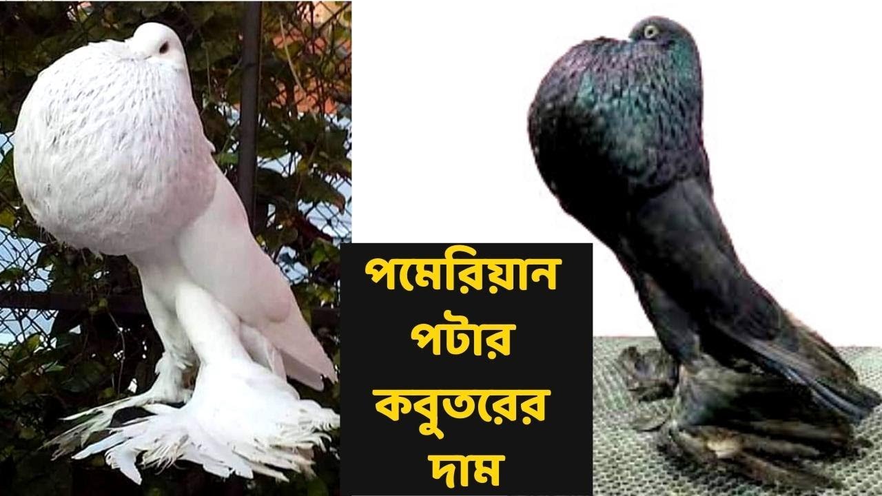পমেরিয়ান পটার কবুতরের দাম কত? কোথায় পাব?- Pomeranian pouter pigeon price- পোষা প্রাণী - Pet animal
