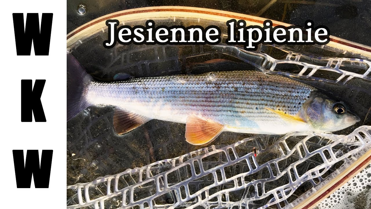 Jesienne lipienie z górskiej rzeki na małą muchę | Dużo ryb - wędkarstwo muchowe