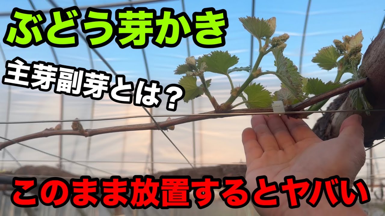 ぶどうの芽かき作業〜主芽副芽を上手く利用して粒の大きなぶどうを作ろう〜2026-04-12
