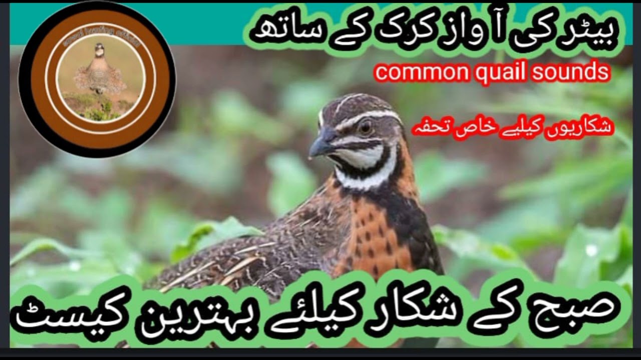 batair ki awaz kirk k sath//quail sound with kirk//voice of batair//@Sawalhunting-sn9vs