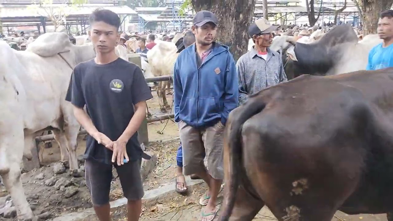 Cek Bobot Sapi !!! Berapa kwintal juara sapi yang ditimbang hari ini di pasar Kebumen 