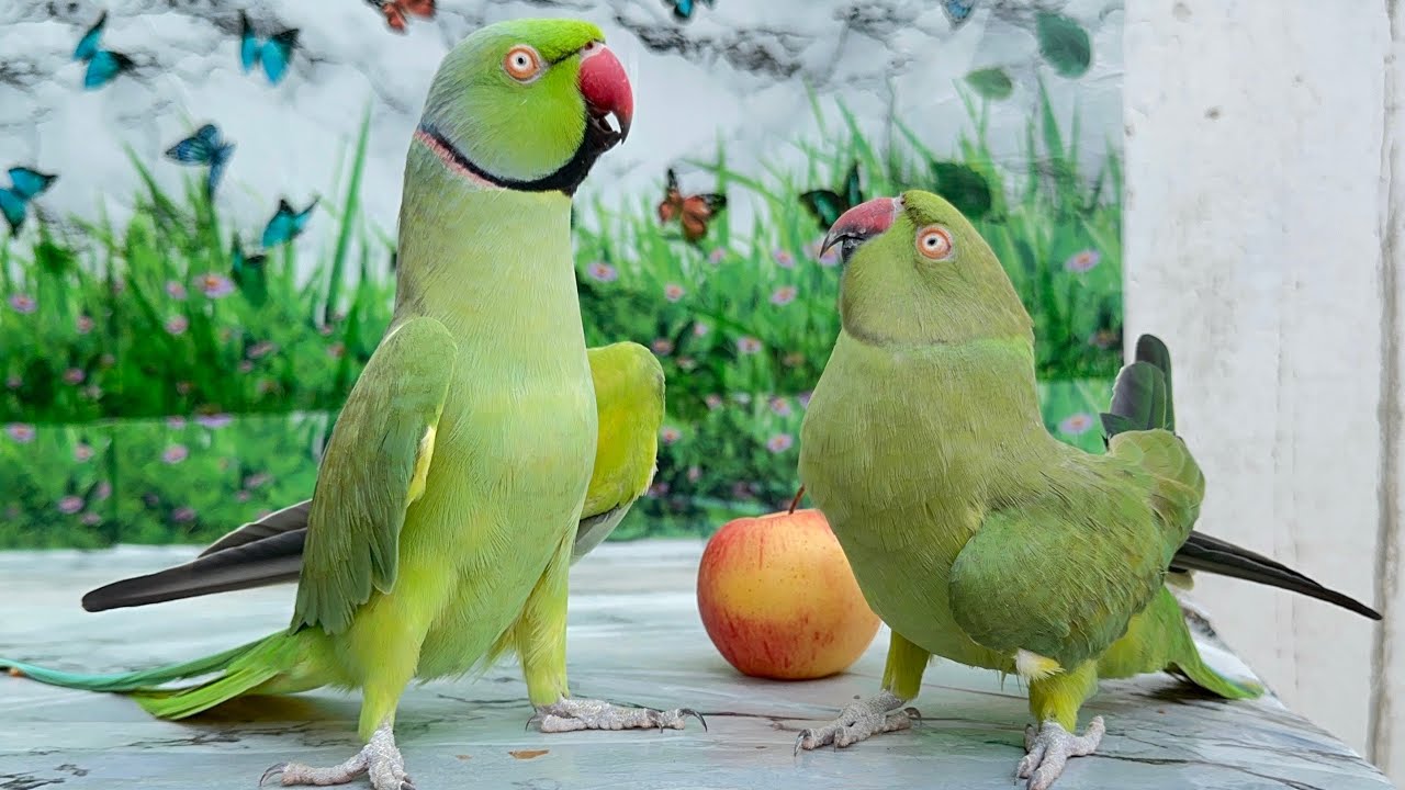 Talking Parrot Saying Mithu Mithu | Parrot Talking Video 