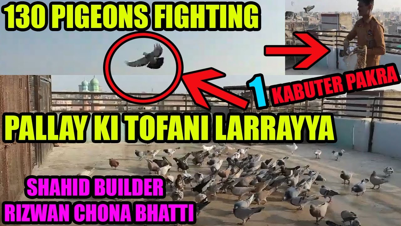 130 Kabooteron Ki Pallay Ki Tofani Larrayya Shahid Builder Fighting Pigeons Loft Ek Kabootar Pakra