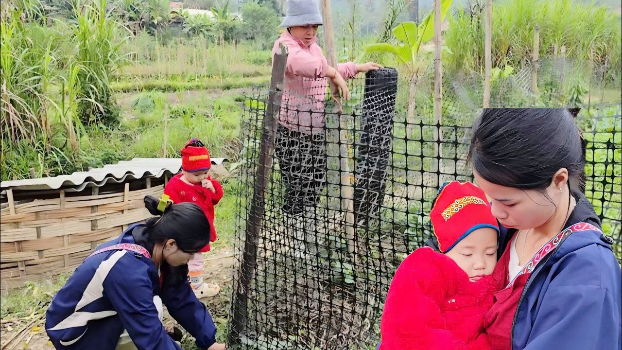 They fenced off the vegetable garden. Sin Man was worried because her daughter was unwell.