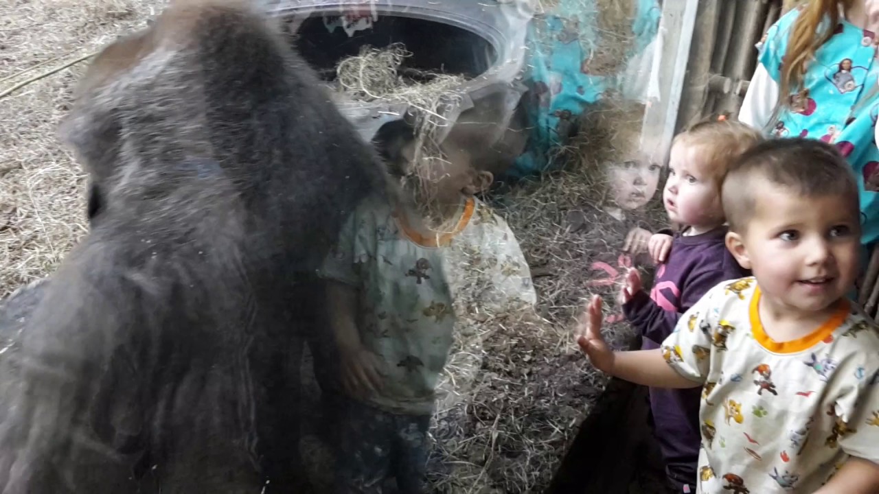 The gorillas are fed || Givskud Zoo 2017