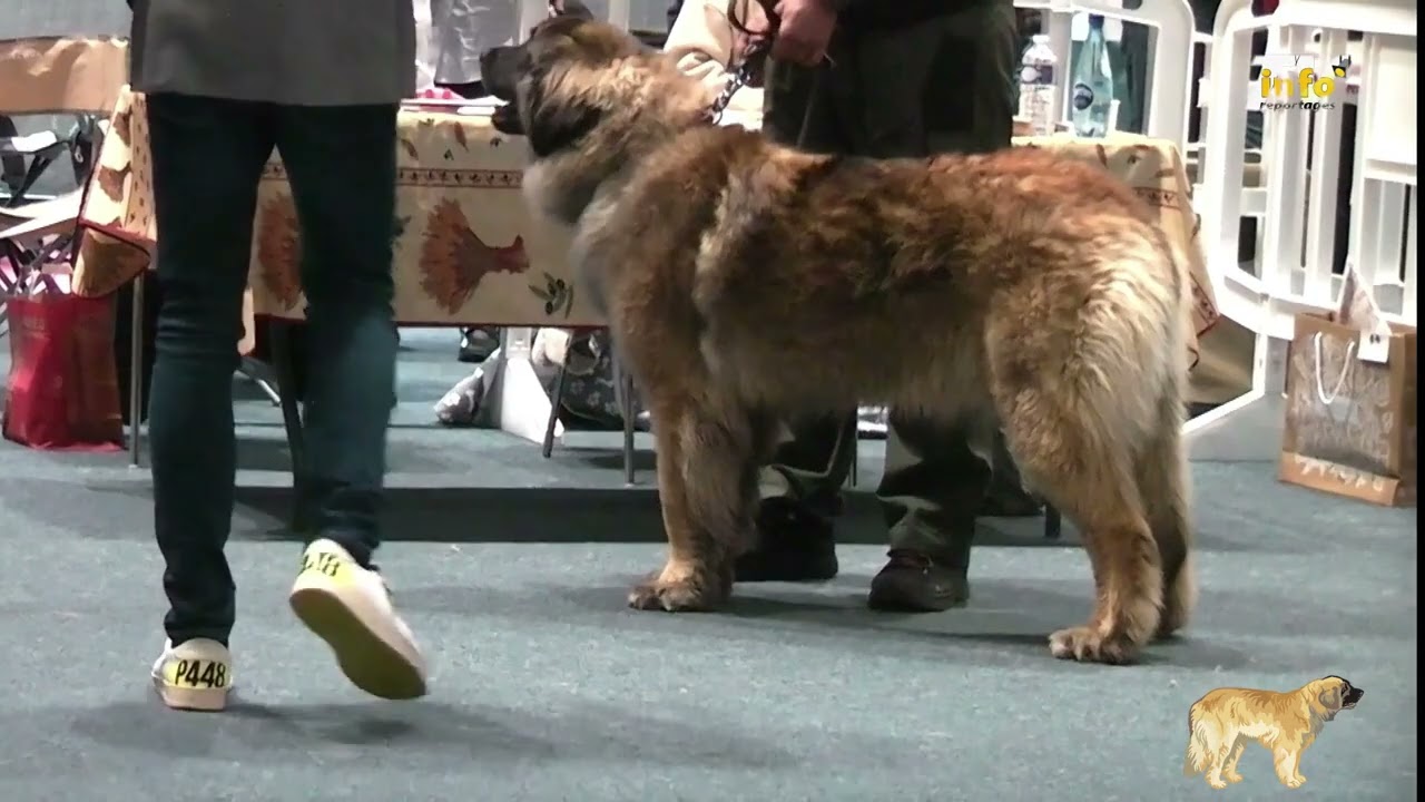 expo régionale du leonberg à cavalaire 2025 intermediaire femelles