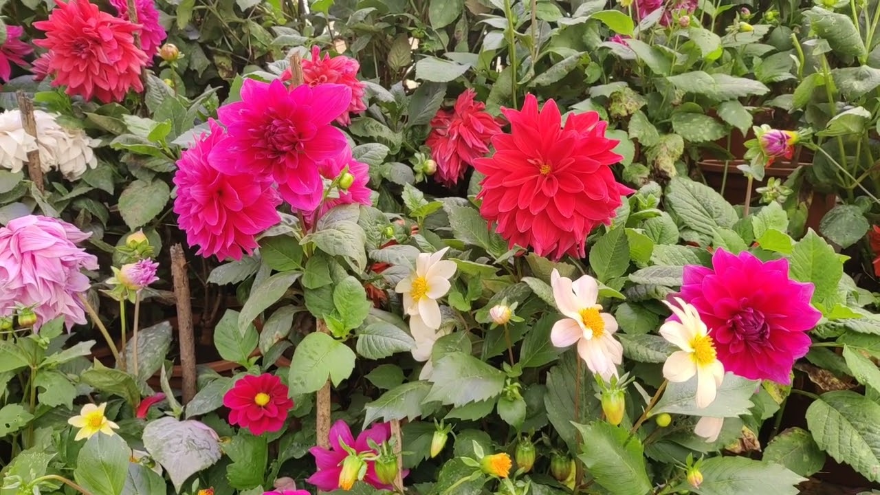 நீலகிரி மலர் கண்காட்சி | Nilgiri Second season flower show