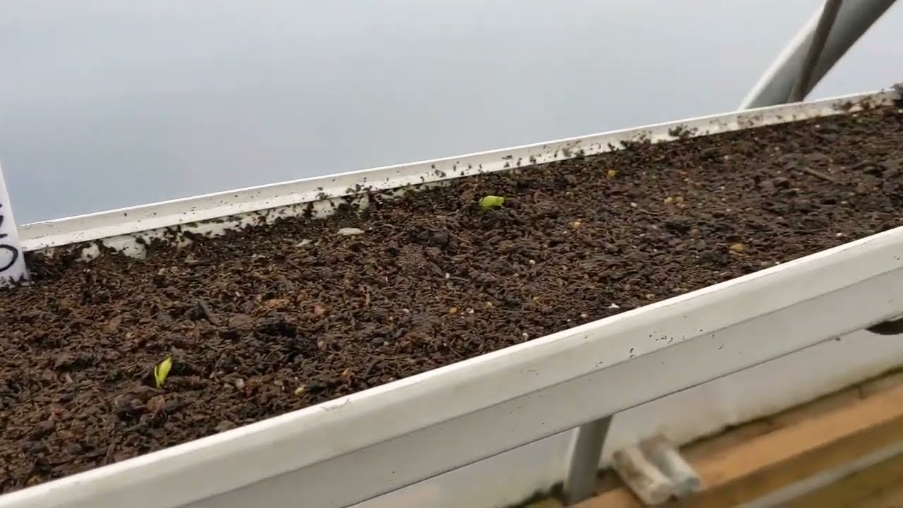 Grow Your Own!! ~ EASY Peas In A Gutter ~ Onward!!!