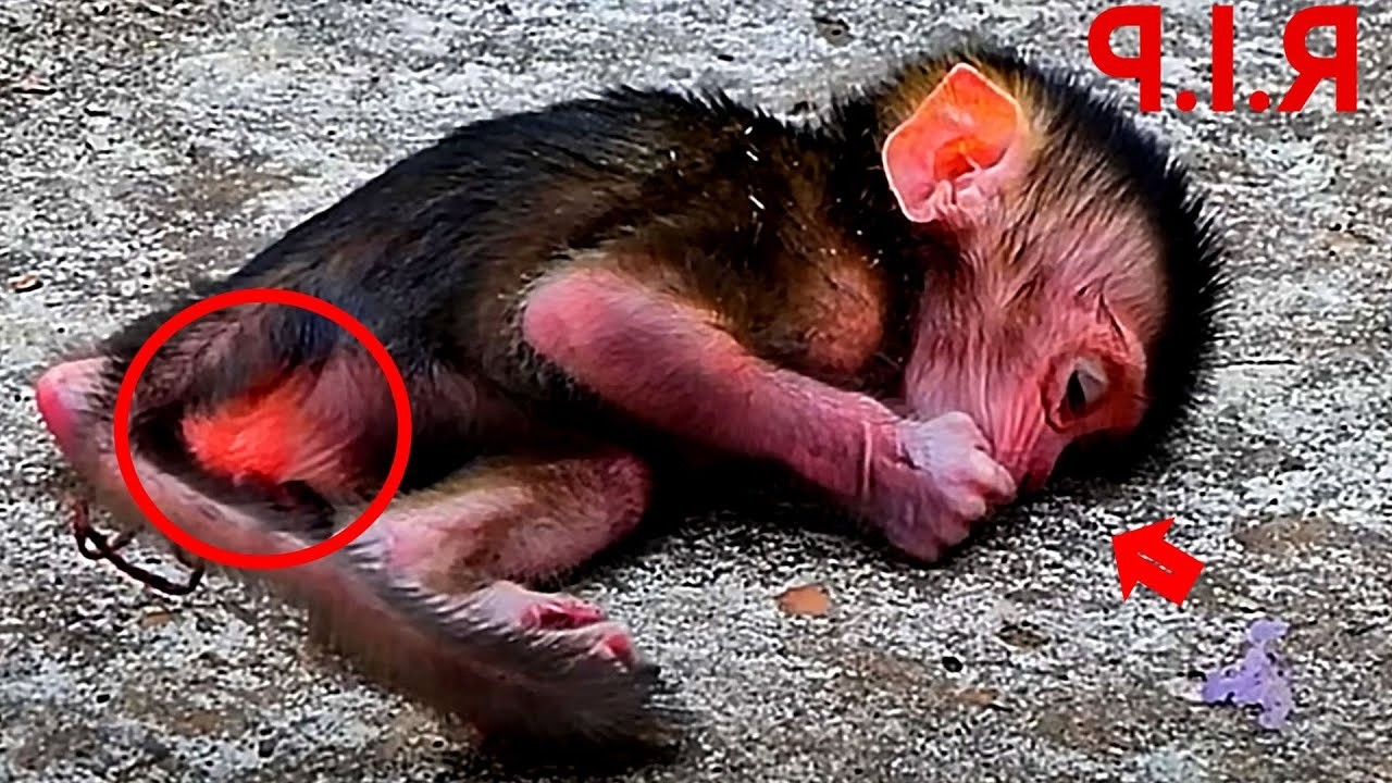 NICE CLIP VIDEO MONEKY- MIX VDO MONKEY