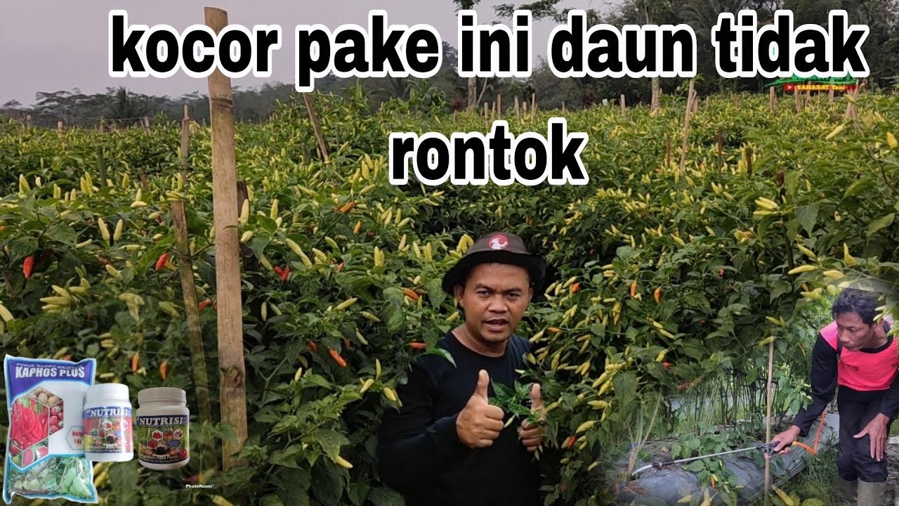 Menanam cabai di musim hujan aman dari layu