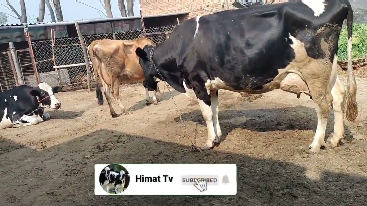 10 February 2026👉 ਘਰੇਲੂ ਟੌਪ ਵਹਿੜਾਂ ਵਿਕਾਊ❤️Top Quality Highmilk Cows For Sale 