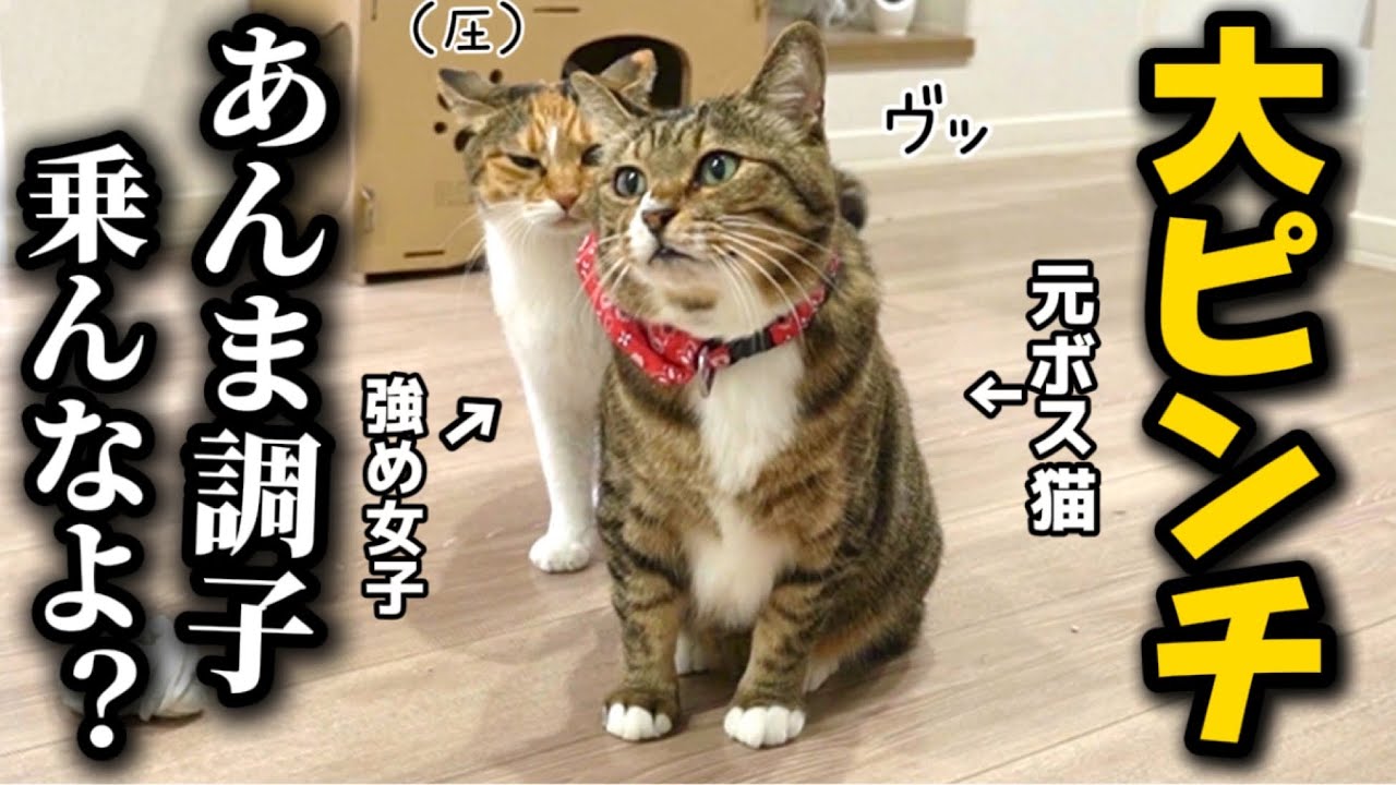 嫌われすぎて肩身が狭い元ボス猫
