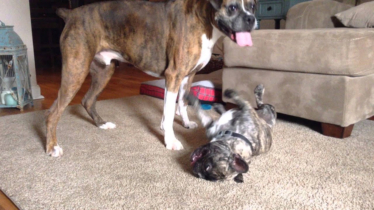 Boxer vs French Bulldog