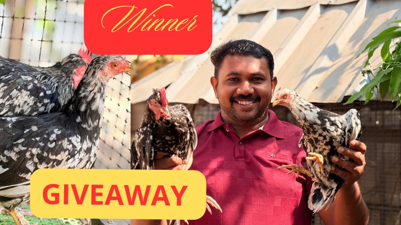 GIVEAWAY WINNER  //   പുള്ളികോഴി കിട്ടിയത് ആർക്ക് ?