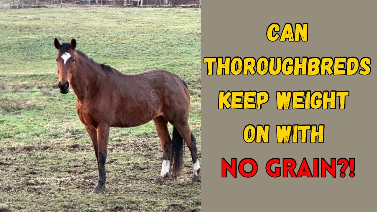Why I Feed My Hard Keeper Thoroughbreds NO GRAIN | Horse Feed Routine