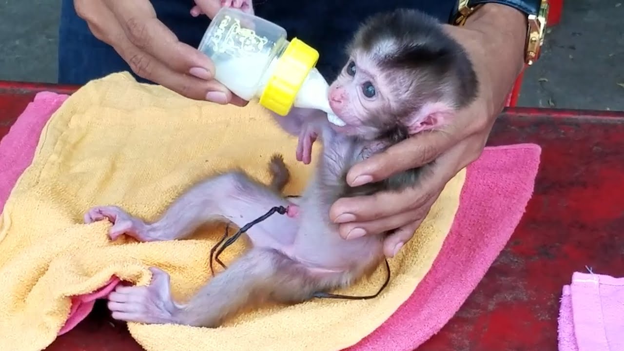 Congratulation now orphan newborn monkey can drink milk She get better.