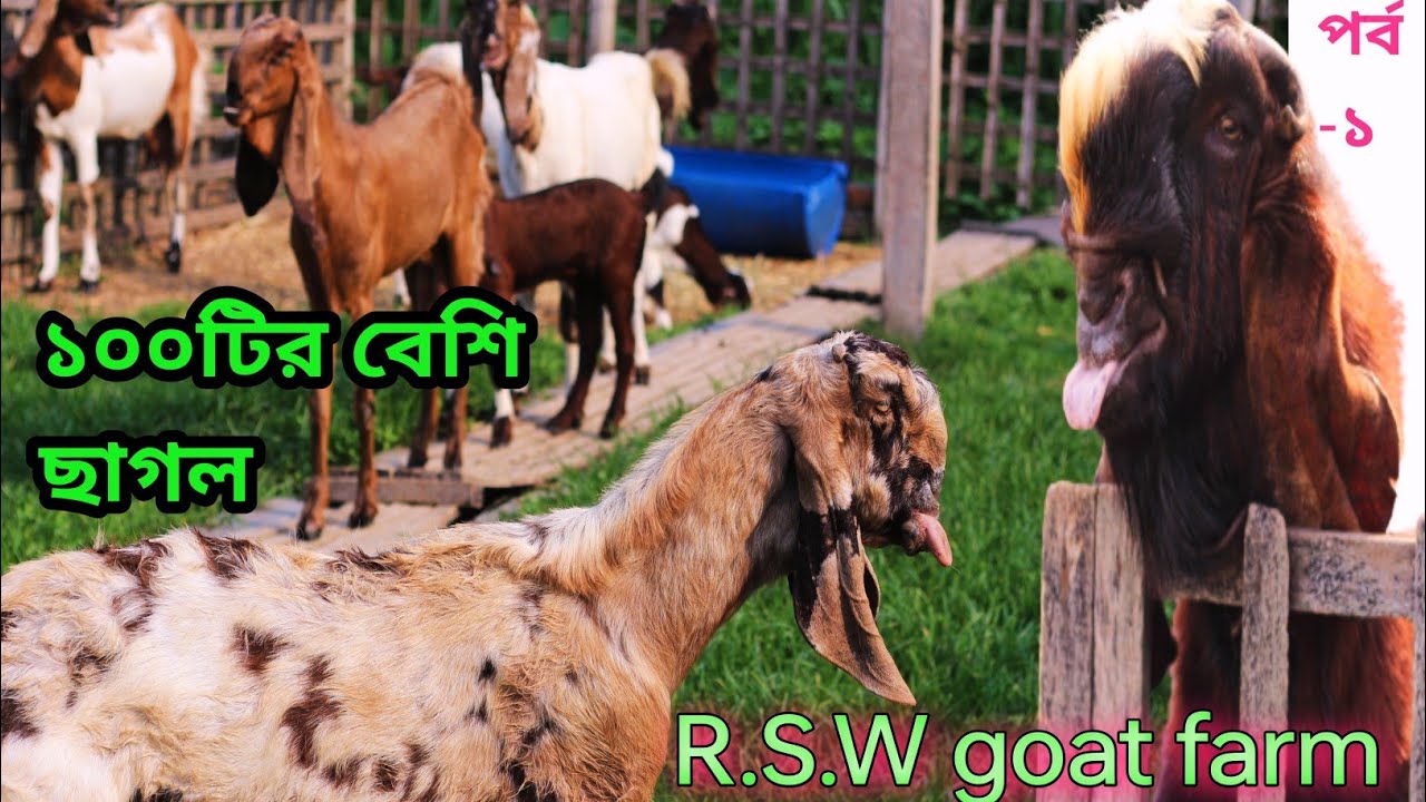 খুলনা সবচাইতে বড় ছাগলের খামার|খামার শুরুটা ছিলো কি ভাবে জানুন|তোতা হরিয়ানা বিটল সব ছাগল রয়েছেন