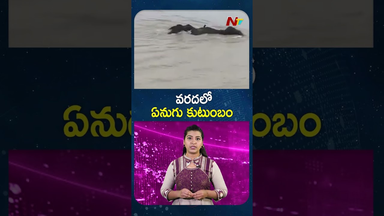 వరదలో ఏనుగు కుటుంబం | NTV Global