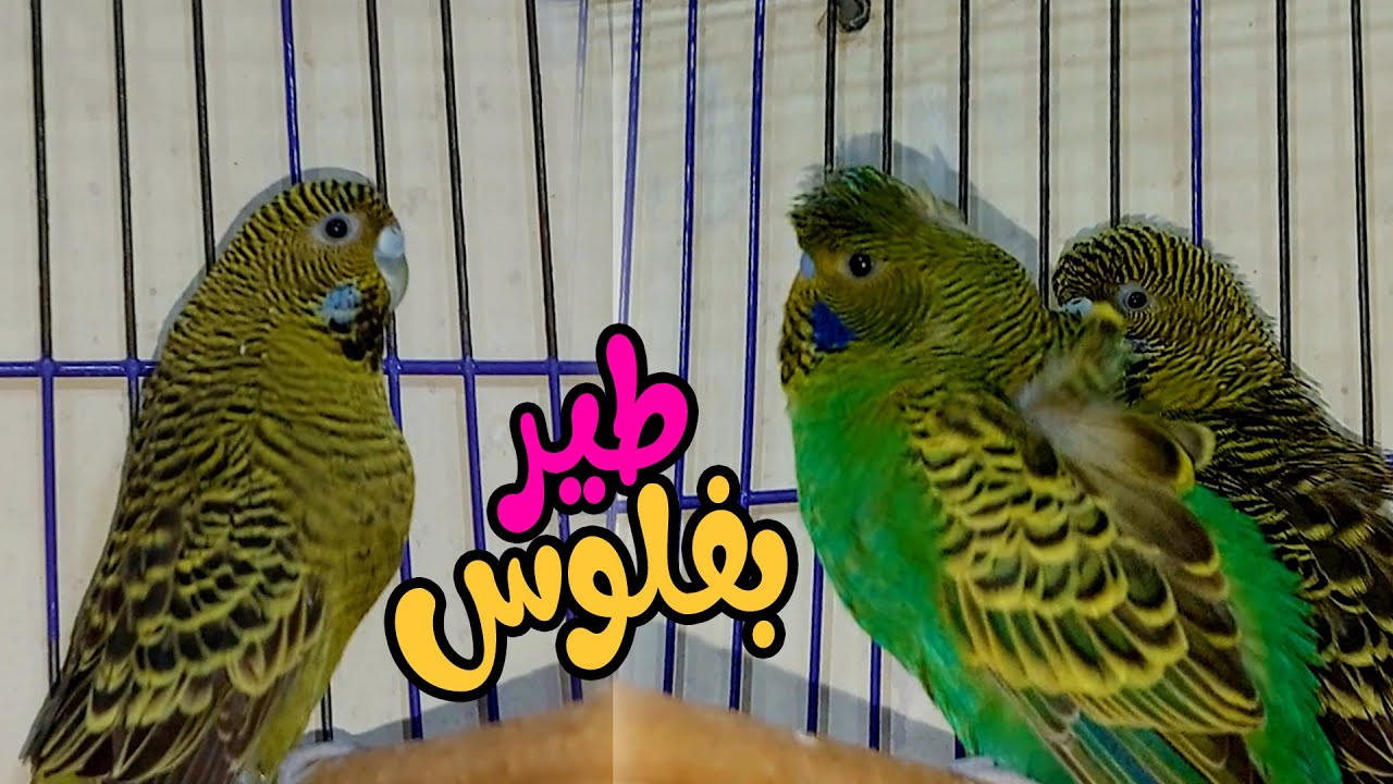 طريقة تركيبة البلاك فيس فلل (طير بفلوس)