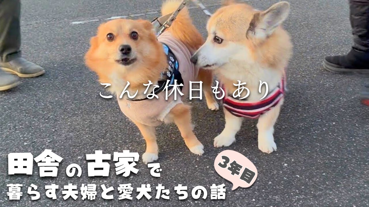 予定のないのんびりした休日もポメコギたちがいれば楽しいのです【#350】