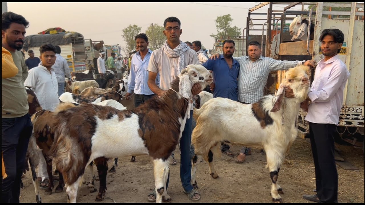 Rajasthan bakra mandi tonk goat market live updet cover with price 30th April 2025