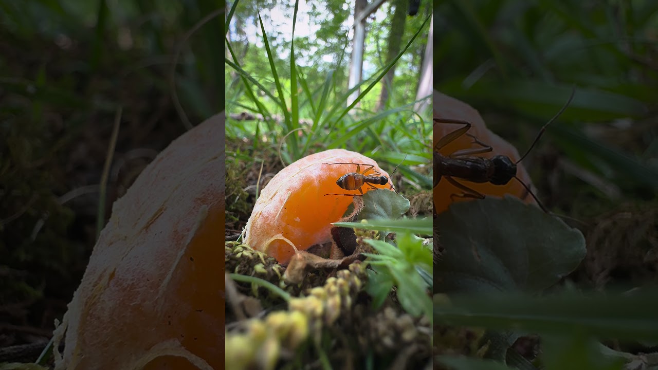 Watch This Ant Feast On A Mandarin Slice 🐜🍊 (Up Close) | Tiny Nature Discoveries
