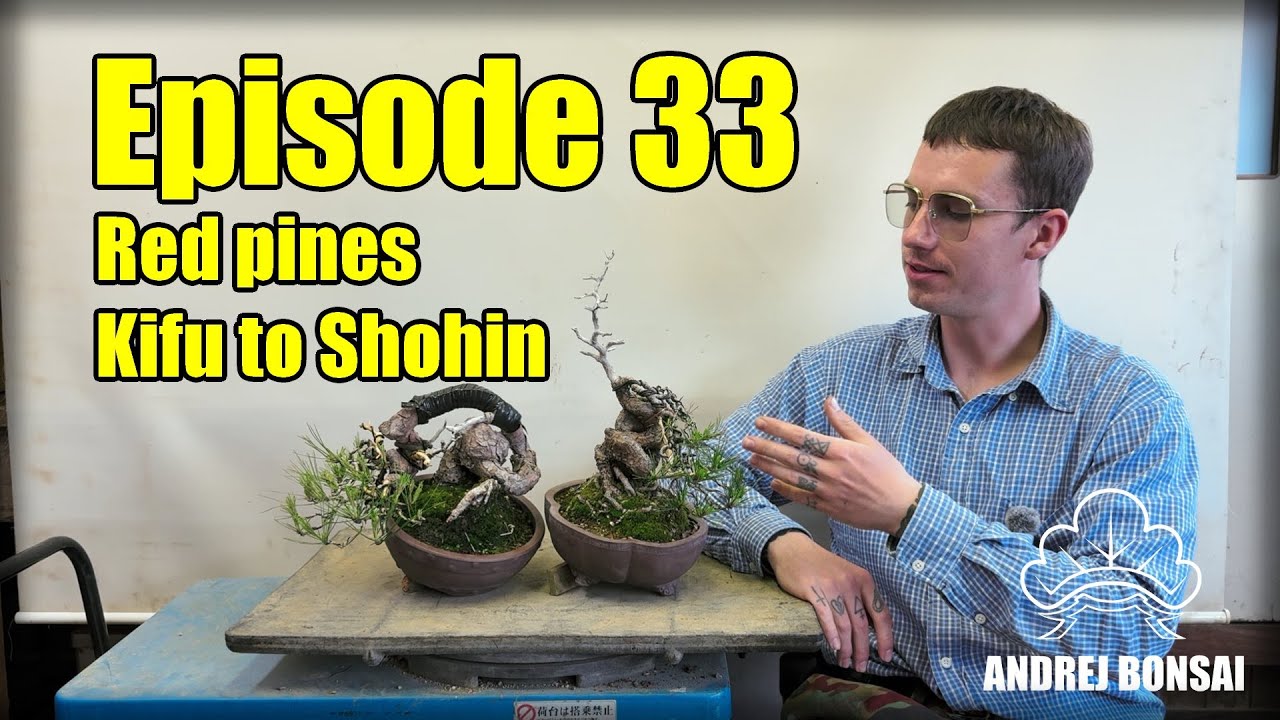 Bonsai Size Matters — Japanese Red Pines From Kifu To Shohin