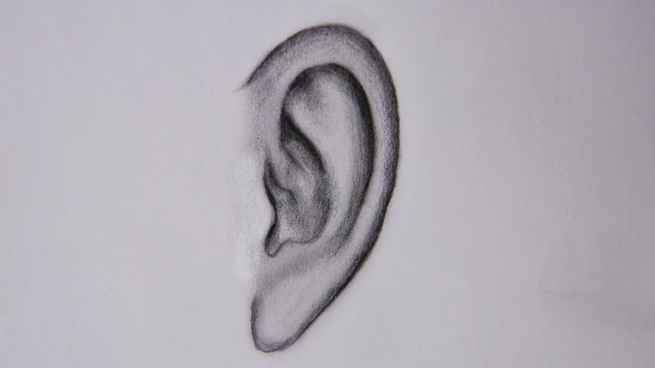 Cómo dibujar la OREJA /Paso a paso