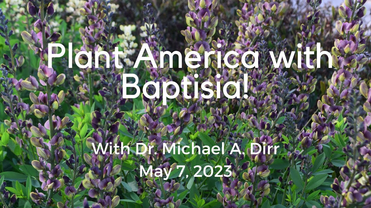 Plant America with Baptisia