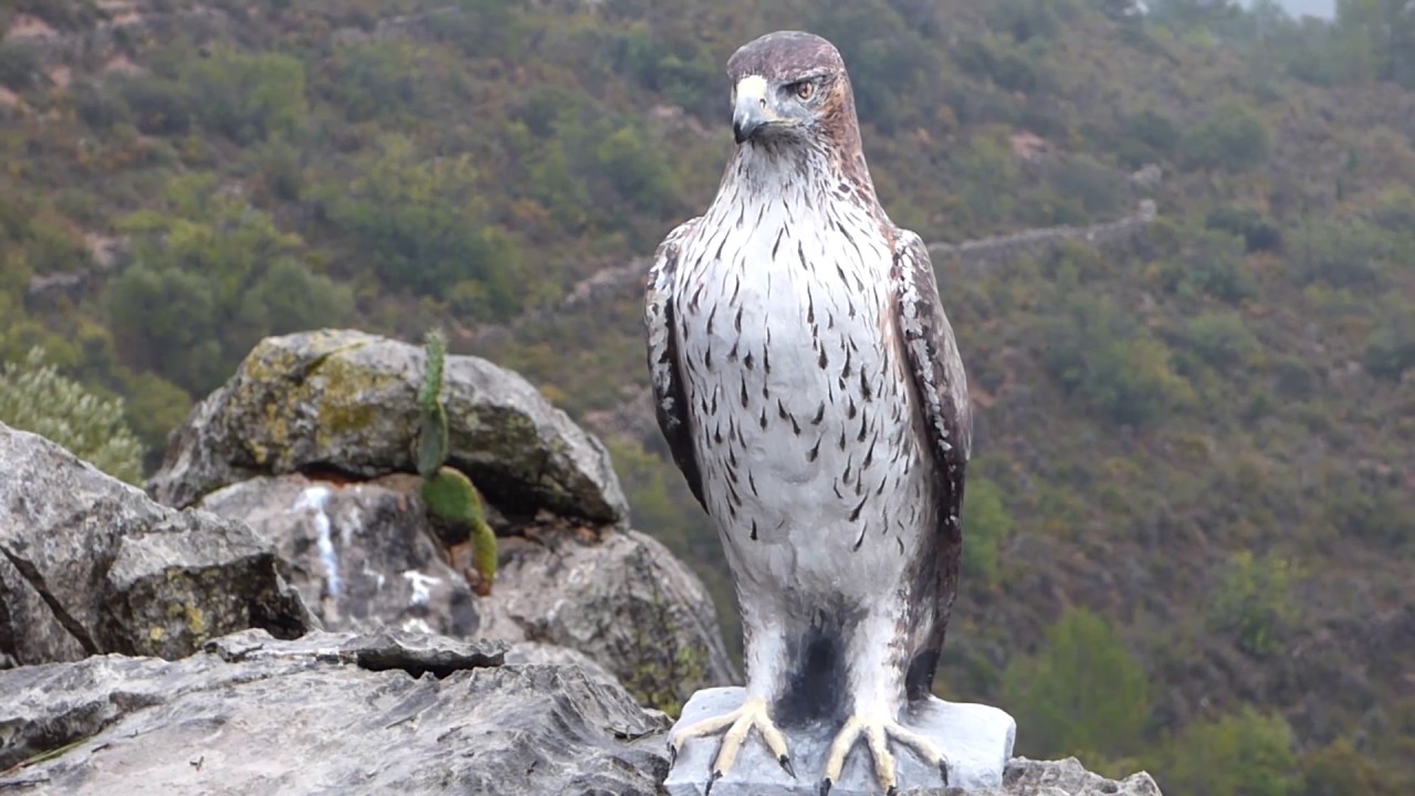 Proyecto recuperación territorio águila perdicera (GER-EA)