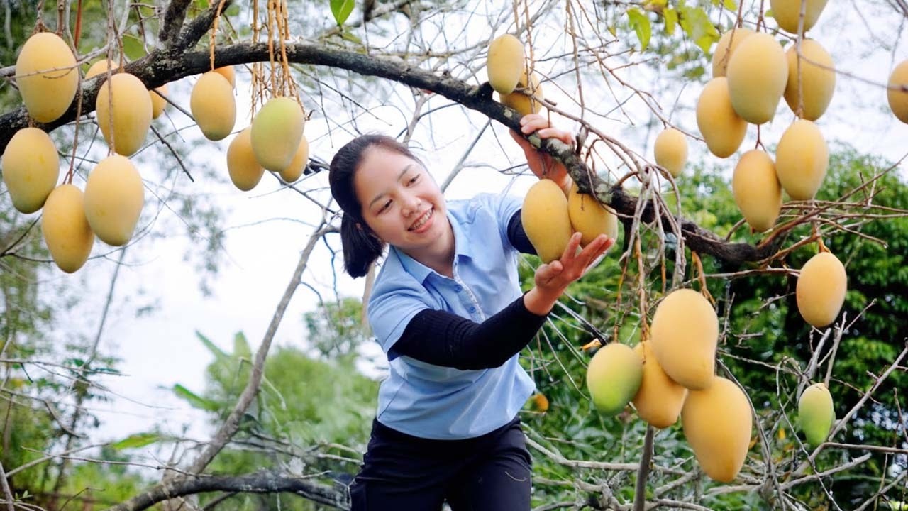 Harvesting Mango To Sell At The Market - Build Nest For Ducks To Lay Eggs - Hanna Daily Life