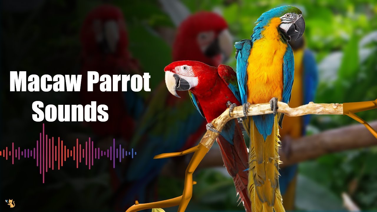 Macaw Parrot Sounds - Parrot Chirping - Macaw Sounds in the Wild