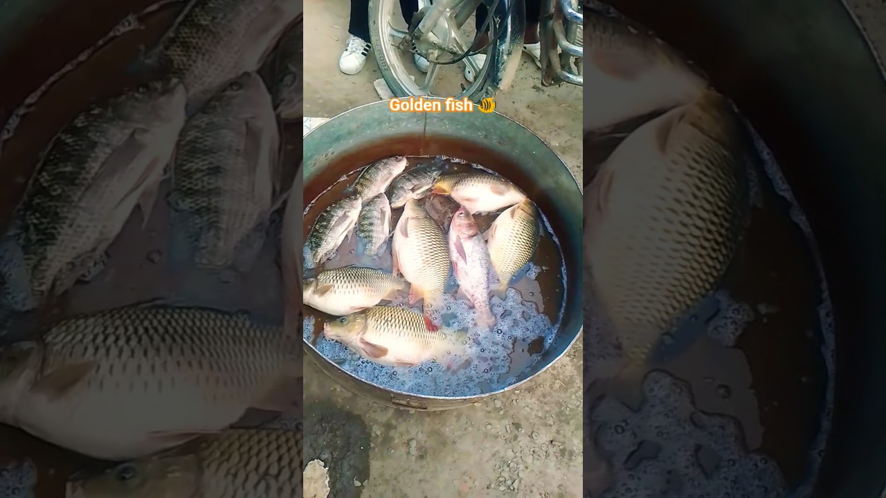 😲 ✅Biggest Fish Ever Caught!✅🐠