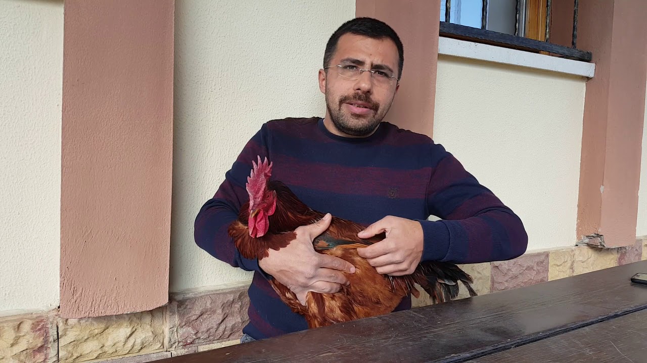 RHODE İSLAND RED IRKININ ÖZELLİKLERİ