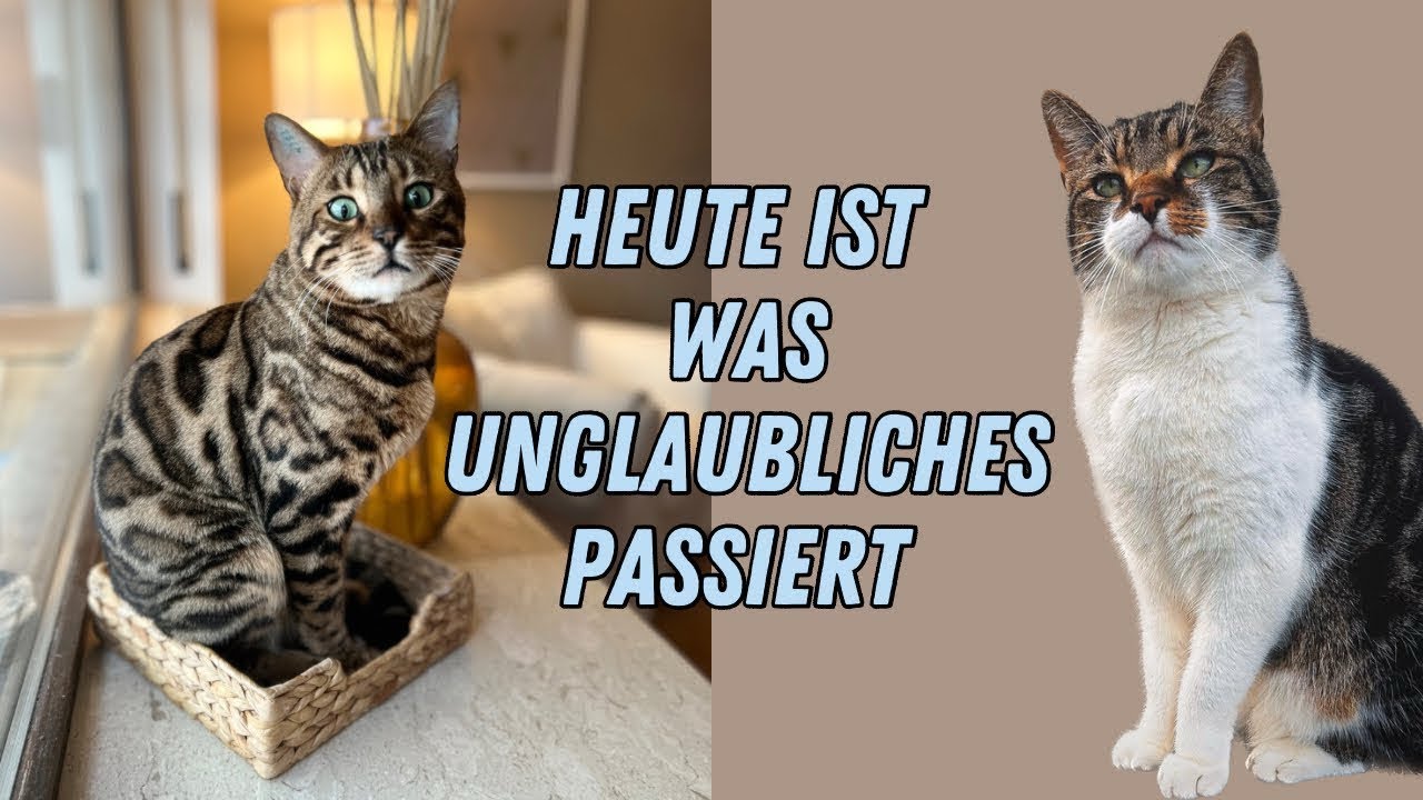Die Katzen Bali und Wurmi haben sich…?? 🥹 Rückblick