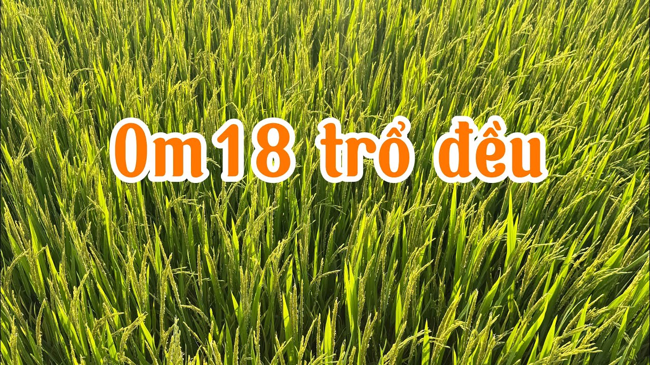 Om18 65ngày trổ đều quản lý nấm bệnh tối ưu