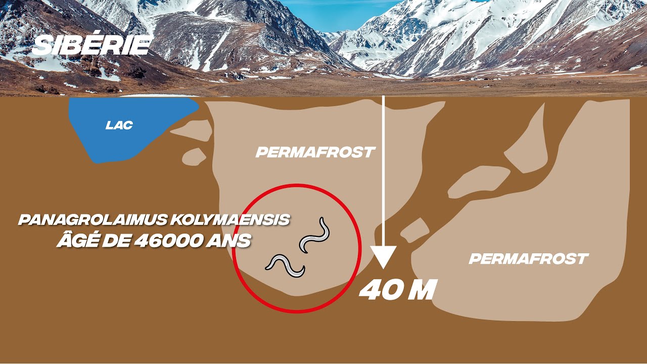 Un ver vieux de 46000 ans encore vivant