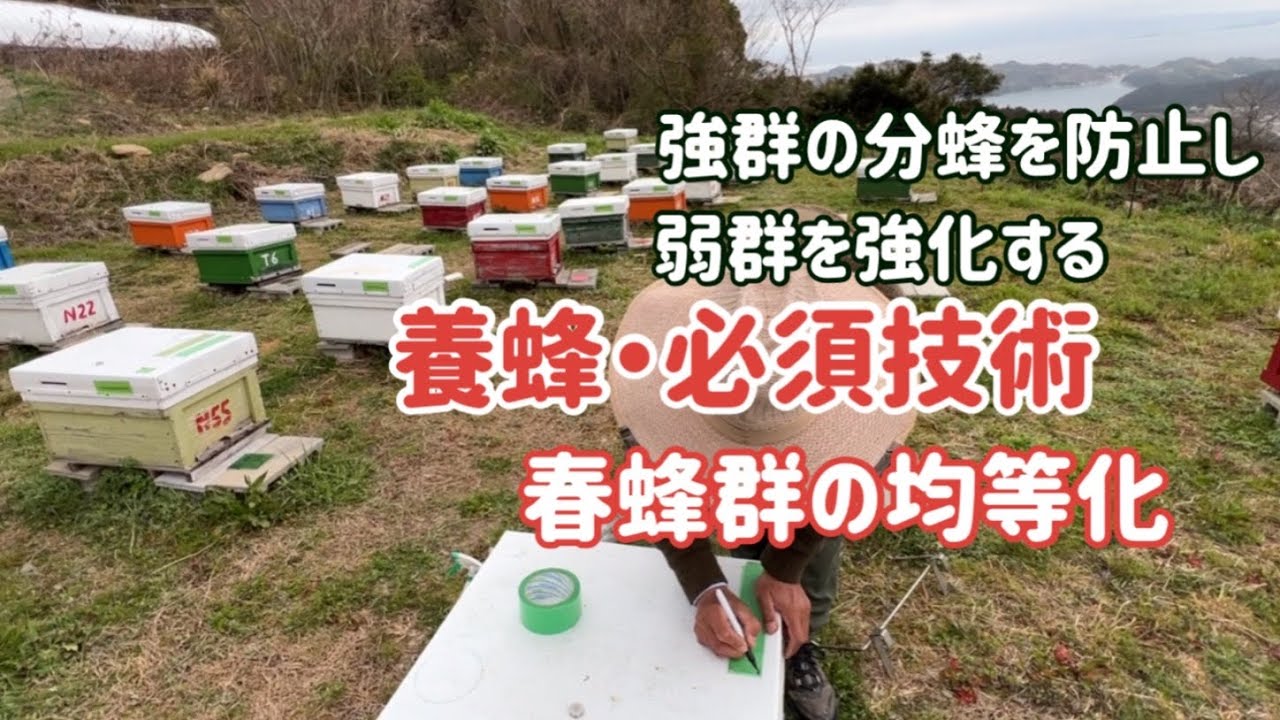養蜂・必須技術　春蜂群の均等化　強群の分蜂を防止し　弱群を強化する　＃養蜂＃ミツバチ＃西洋ミツバチ