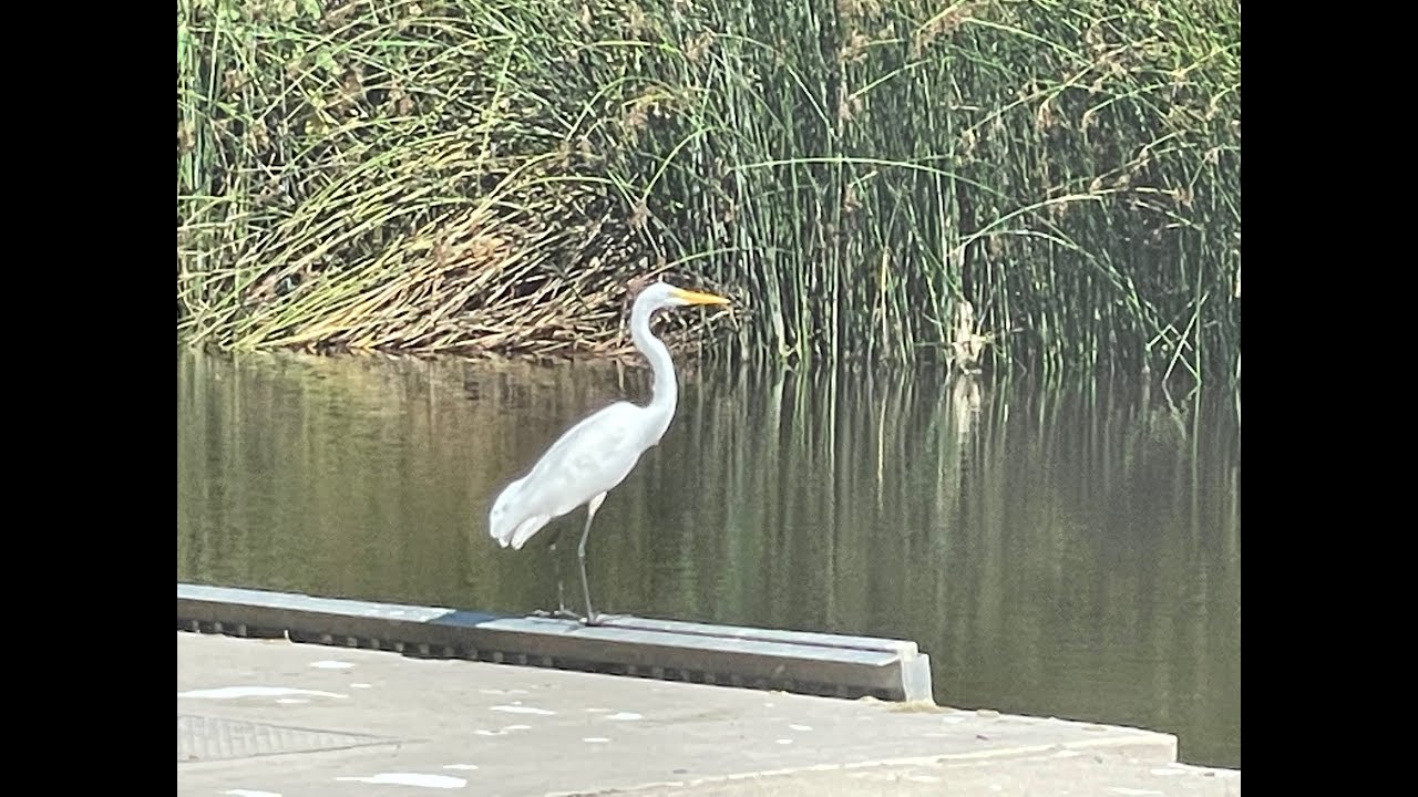 Nature in the City: A Visit To San Joaquin Wildlife Sanctuary