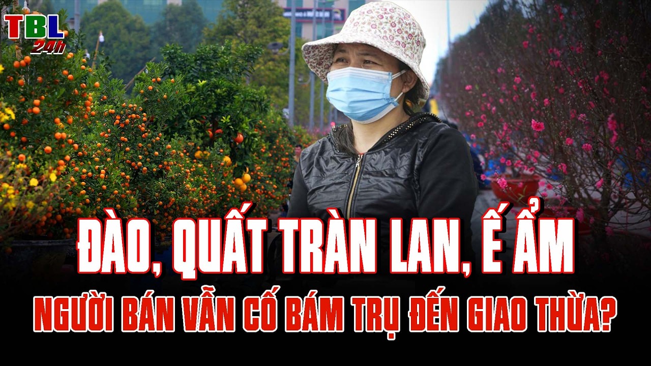 Vì sao đào, quất Ế ẨM TRÀN LAN mà người bán vẫn CỐ BÁM TRỤ đến giao thừa?