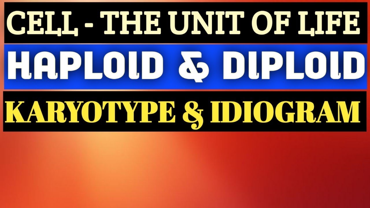 #haploid & #diploid  / #Karyotype & #Idiogram
