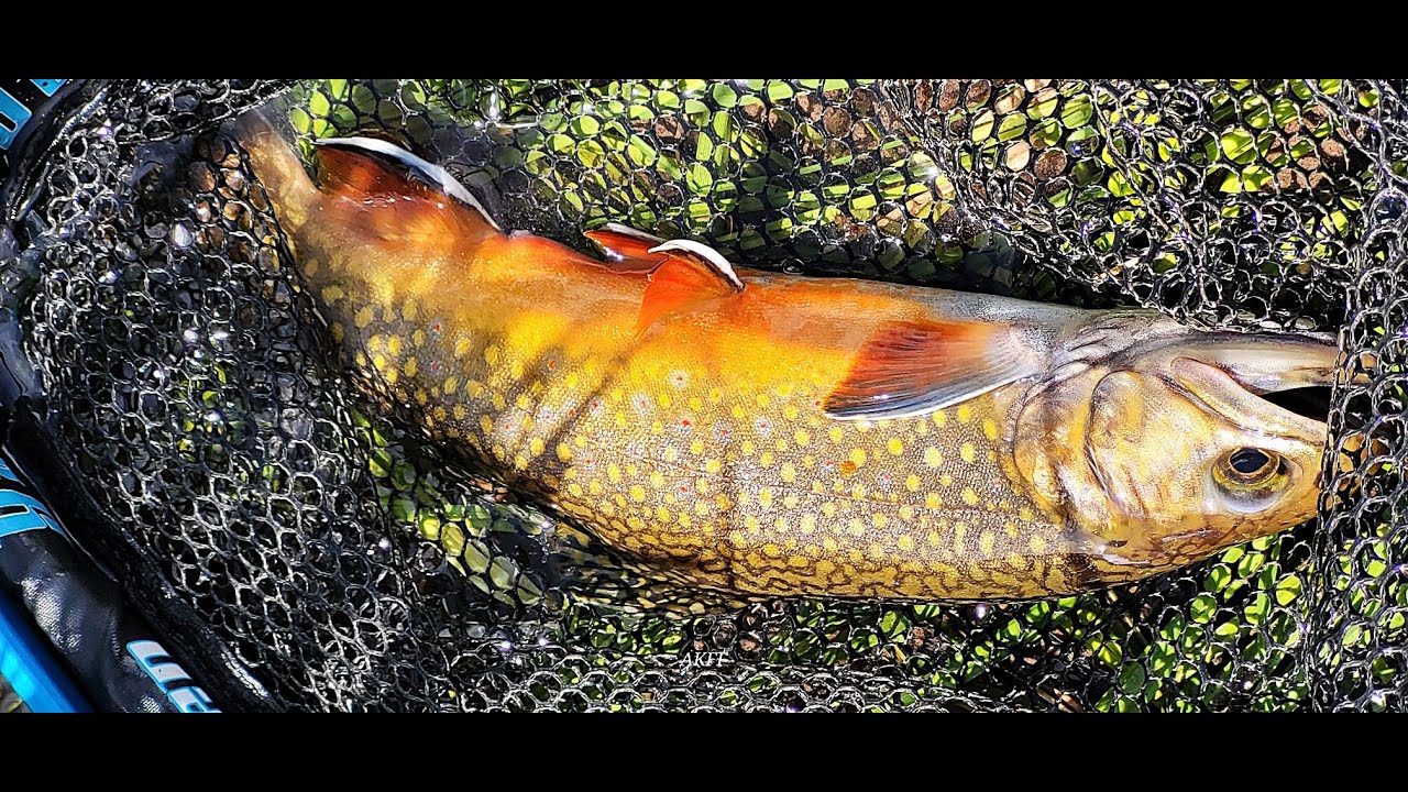 Trout Vacuuming CO high mountain stream using one dry fly June 2024
