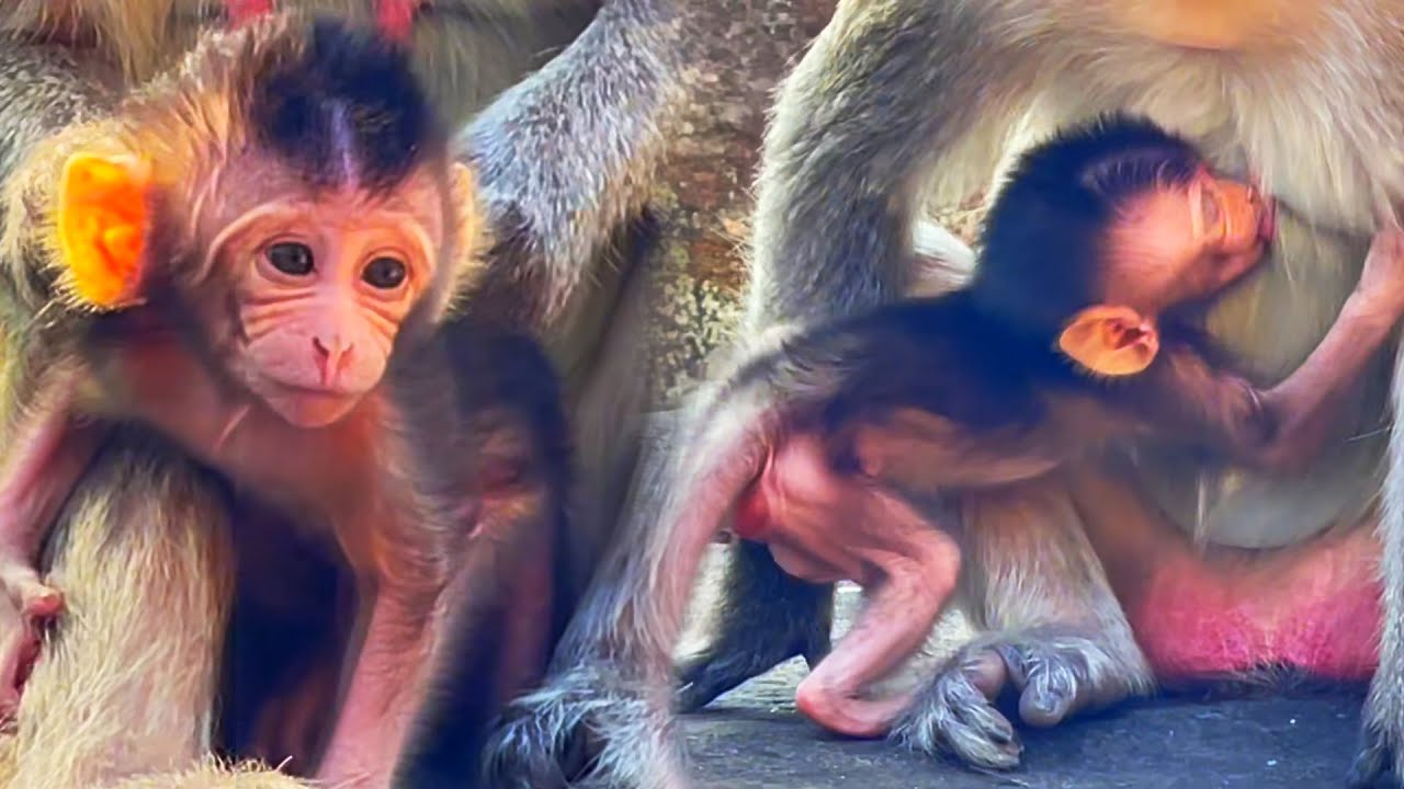The baby monkey is starting to learn to walk but won't go far from its mother.