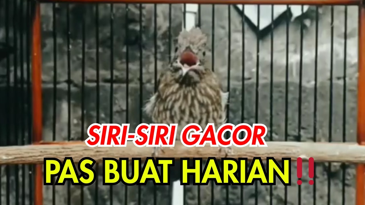 SIRI-SIRI GACOR, SEKALI DENGAR LANGSUNG JATUH HATI❗❗ SIRI-SIRI KECIL SUARA BENING, COCOK BUAT HARIAN